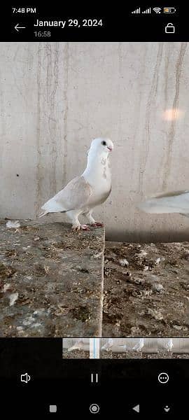 settinet pigeon karbali pigeon 6