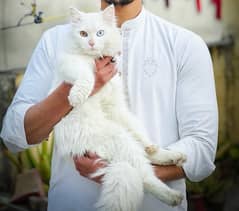 pure persian cat 0