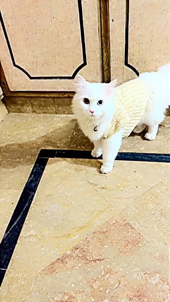 pure persian cat 1