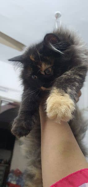 female kitten 1