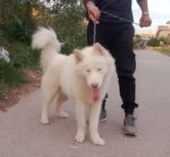 Husky male available for new home