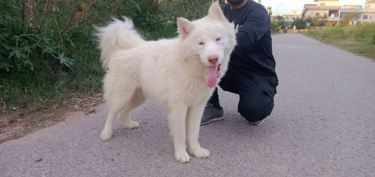 Husky male available for new home 5