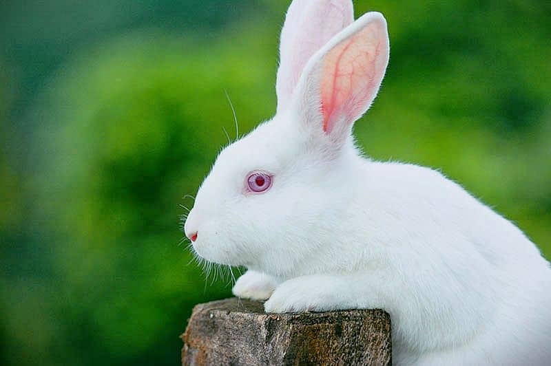 New Zealand White Rabbits Pair for sale 0