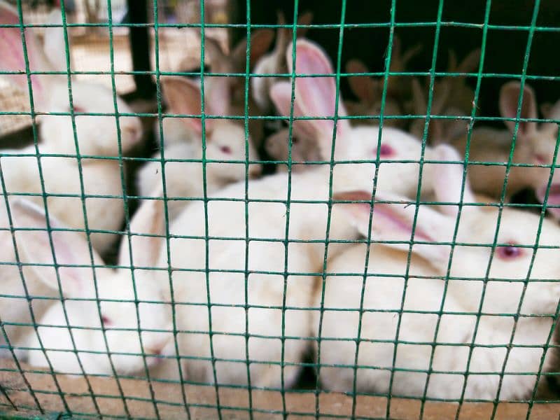 New Zealand White Rabbits Pair for sale 1