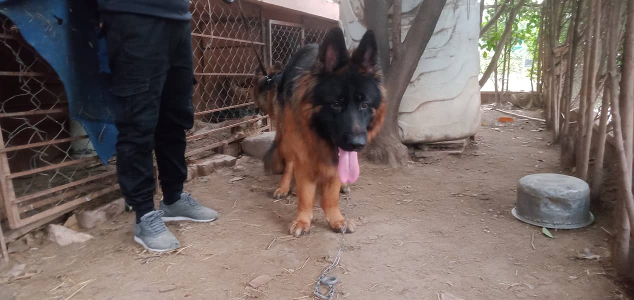 Gsd males available for stud( cross) 1