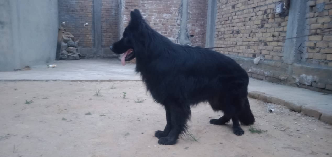 Gsd males available for stud( cross) 2