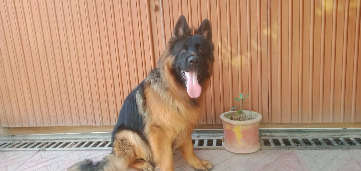 Gsd males available for stud( cross) 3