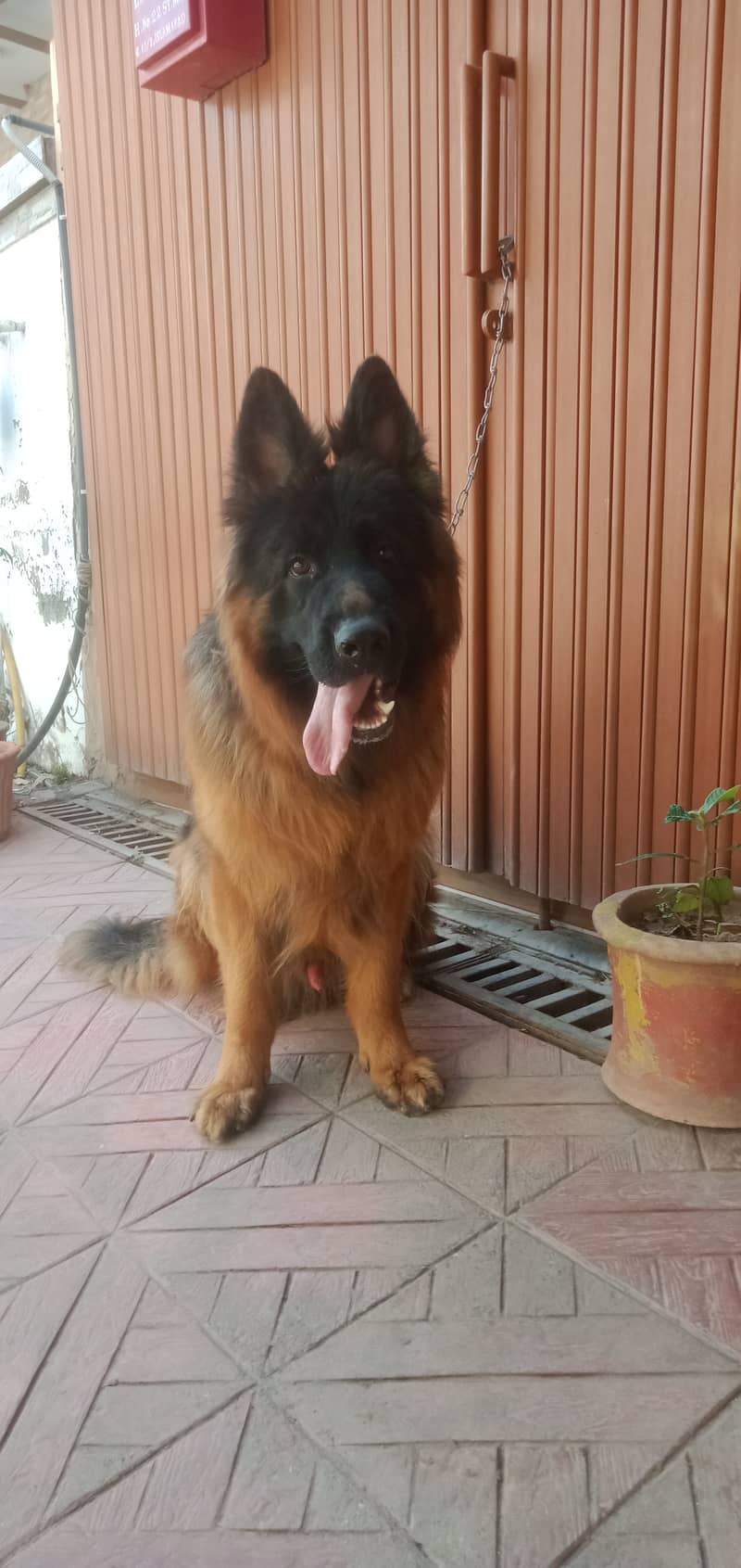 Gsd males available for stud( cross) 4