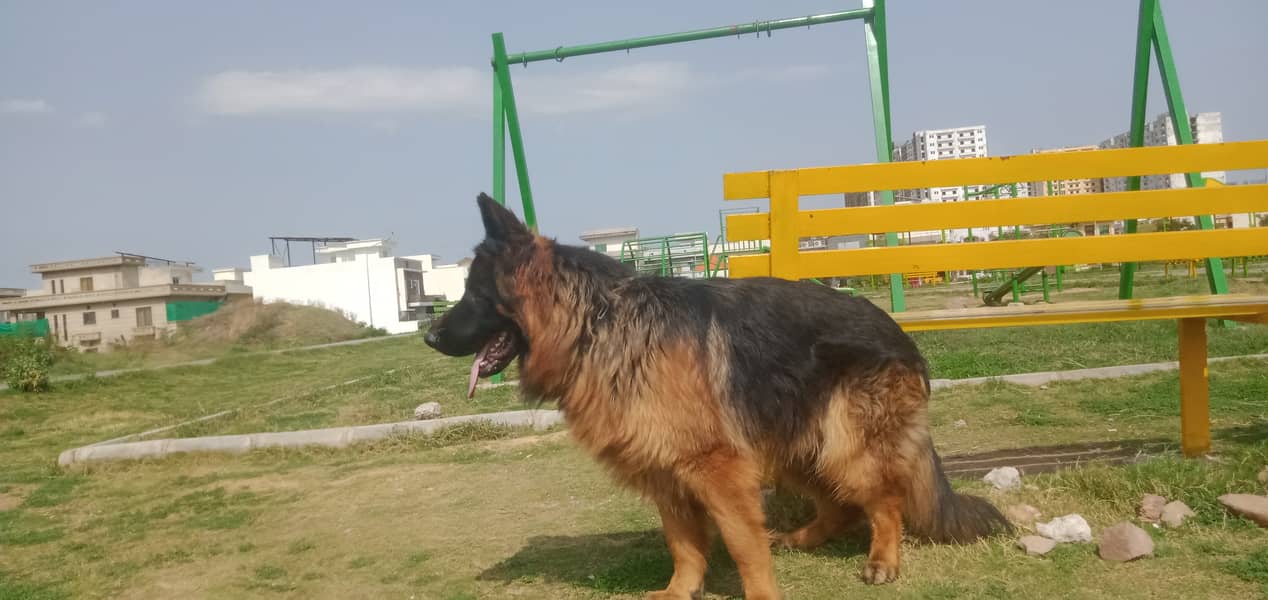 Gsd males available for stud( cross) 5