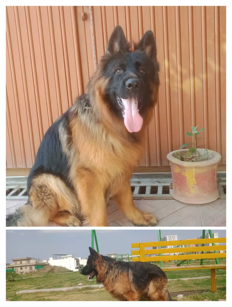 Gsd males available for stud( cross) 6