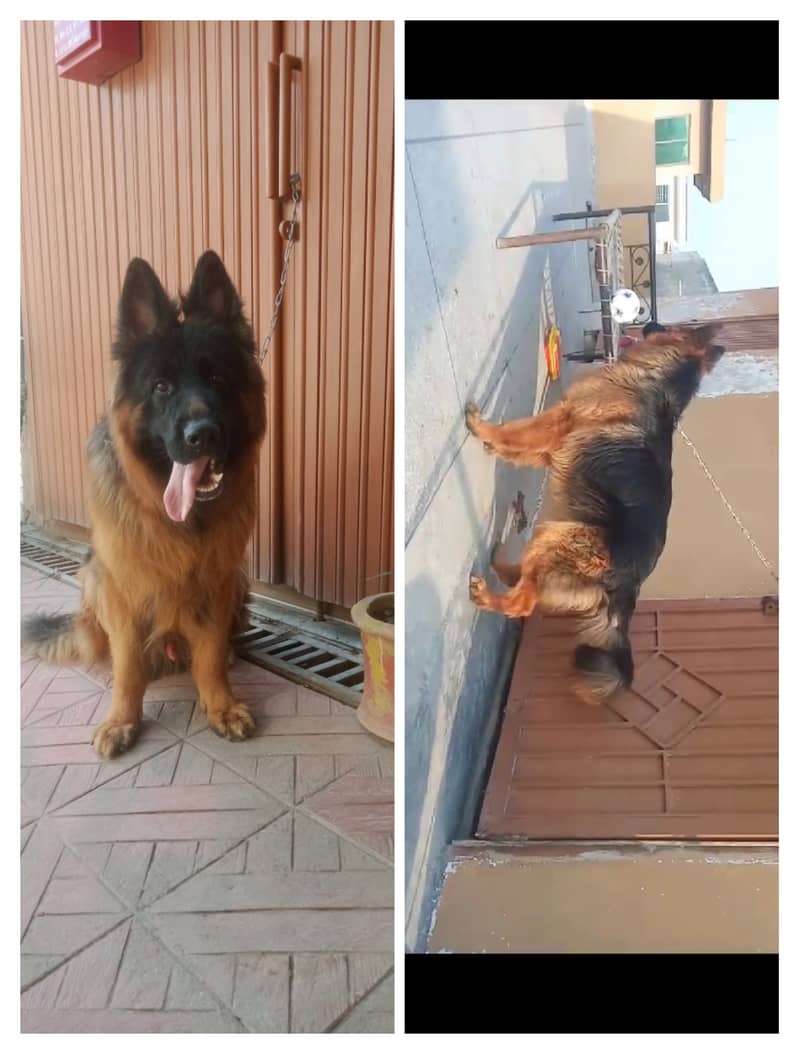 Gsd males available for stud( cross) 7