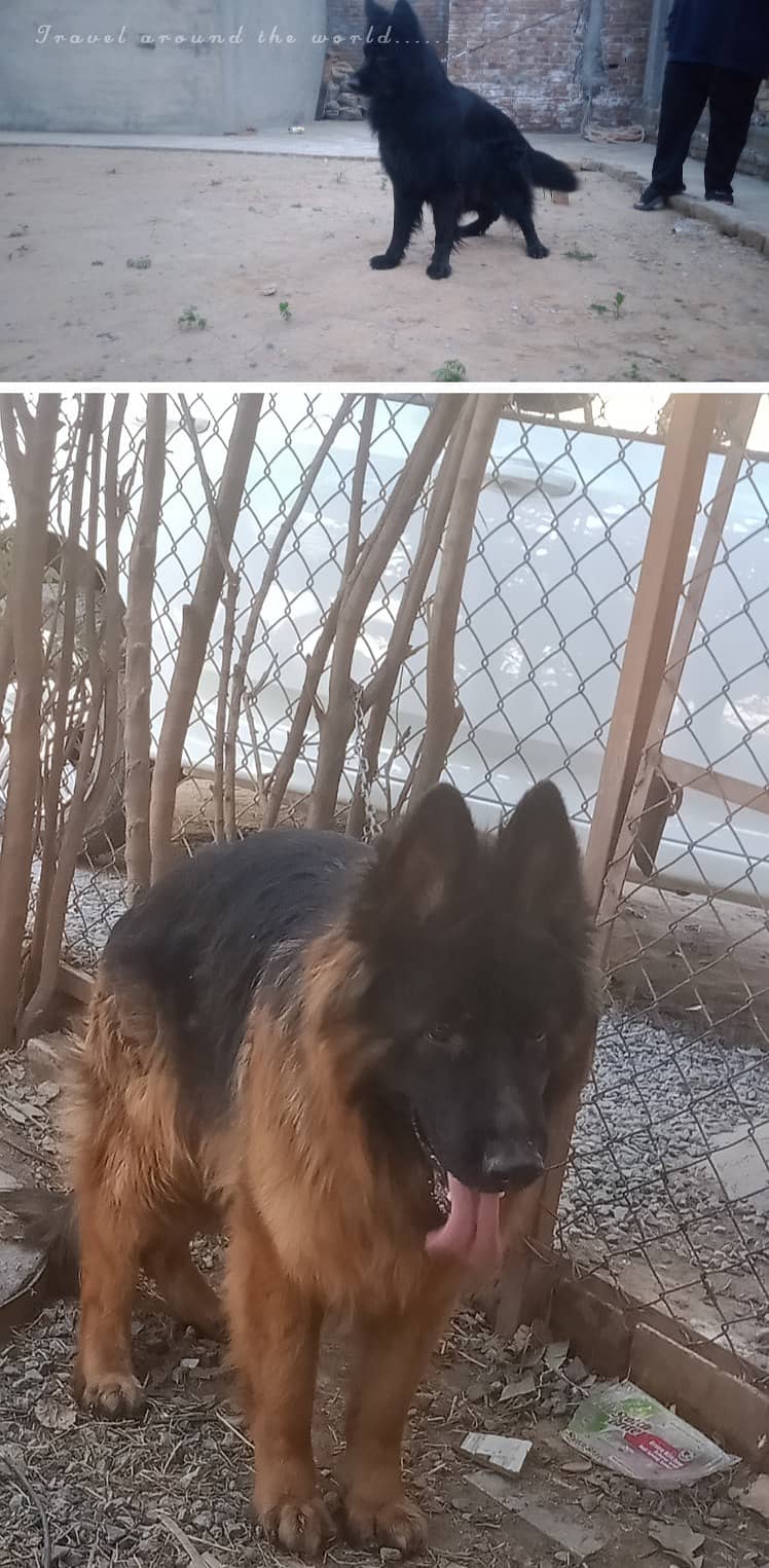 Gsd males available for stud( cross) 8