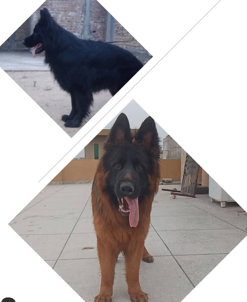 Gsd males available for stud( cross) 9