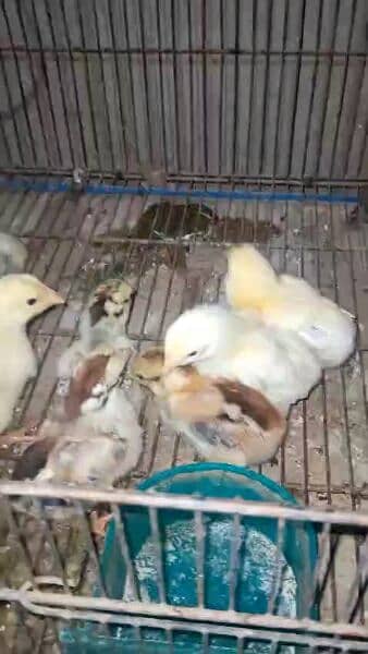 aseel shamo chicks for sale whats app num 03484265634 4