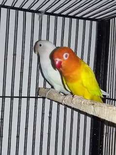 Big offer in cage & lovebirds also