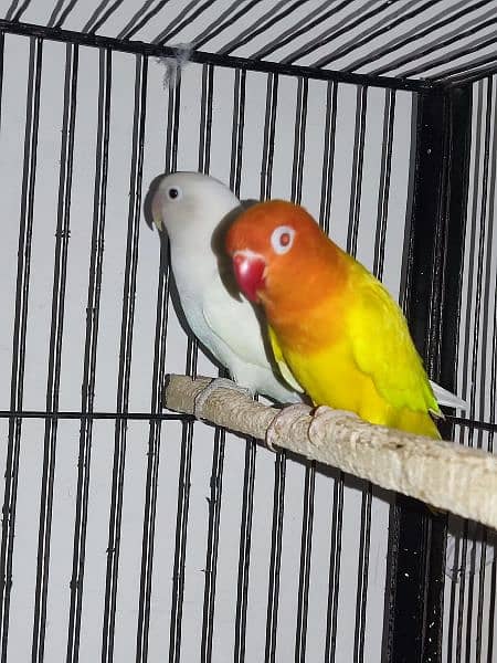 Big offer in cage & lovebirds also 0