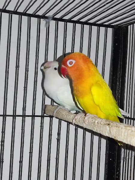 Big offer in cage & lovebirds also 4