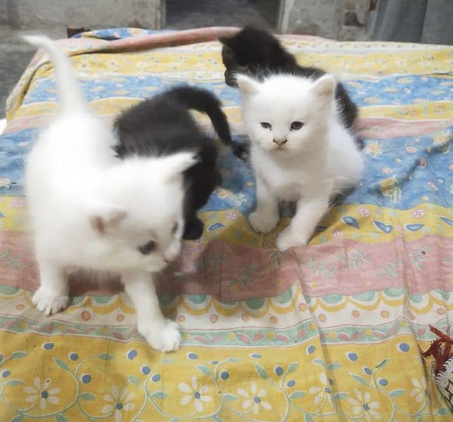 persian triple coat kitten
blue eyes 5