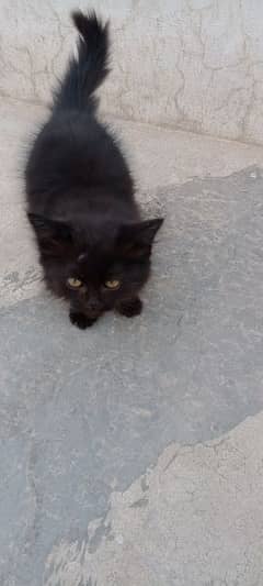 Persian black female kitten