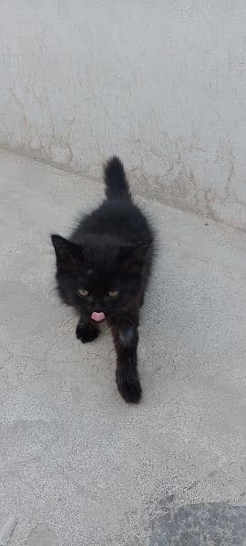 Persian black female kitten 1