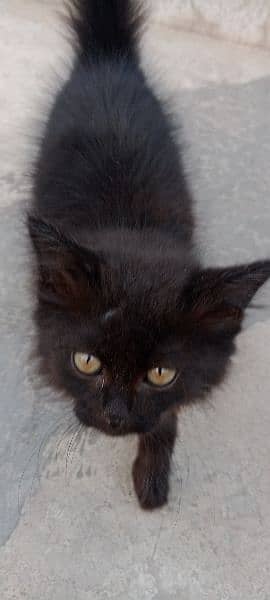 Persian black female kitten 2
