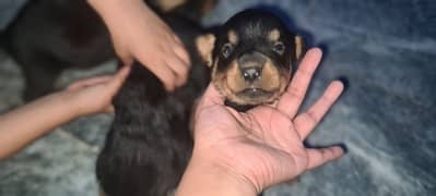 Rottweiler Puppies 30 Days