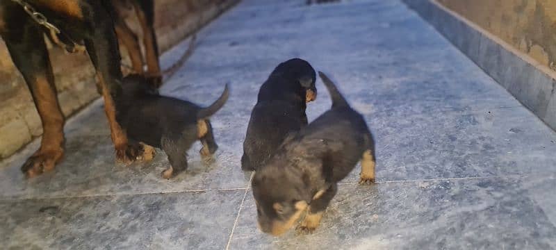 Rottweiler Puppies 40 Days 3