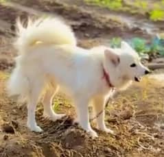 Russion Dog female