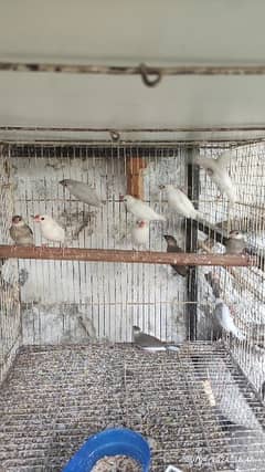 Java Finches, Love Birds Fishers available