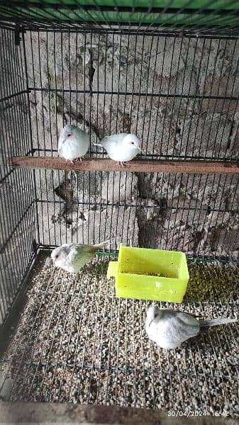 Java Finches, Love Birds Fishers available 1