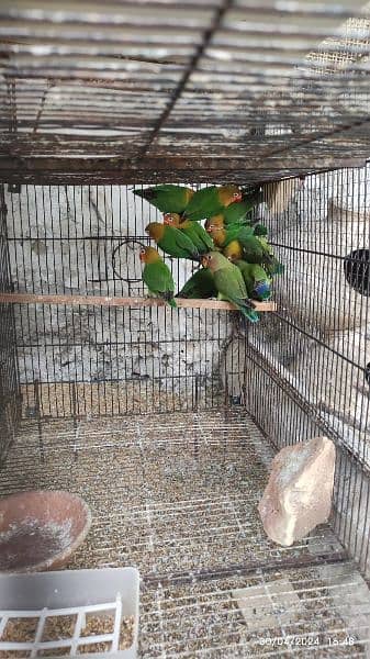 Java Finches, Love Birds Fishers available 2