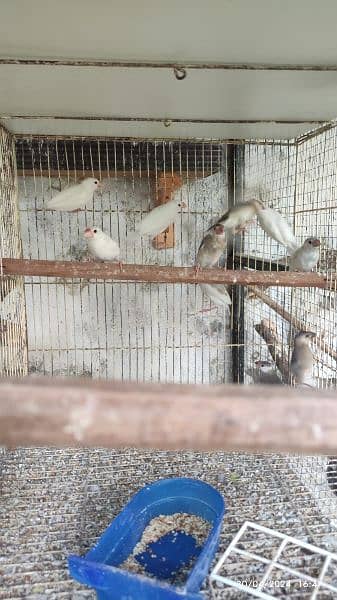Java Finches, Love Birds Fishers available 3