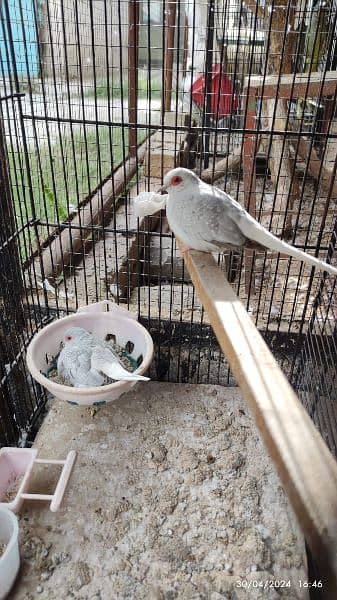 Java Finches, Love Birds Fishers available 4