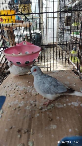 Java Finches, Love Birds Fishers available 5