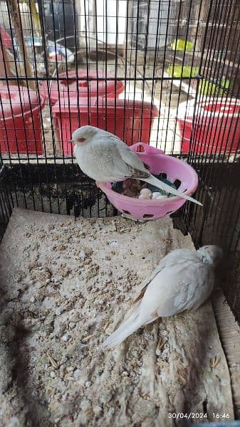 Java Finches, Love Birds Fishers available 6