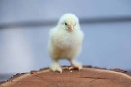 Bantam Chicks / Fancy Bantam Chicks / Chicks for sale