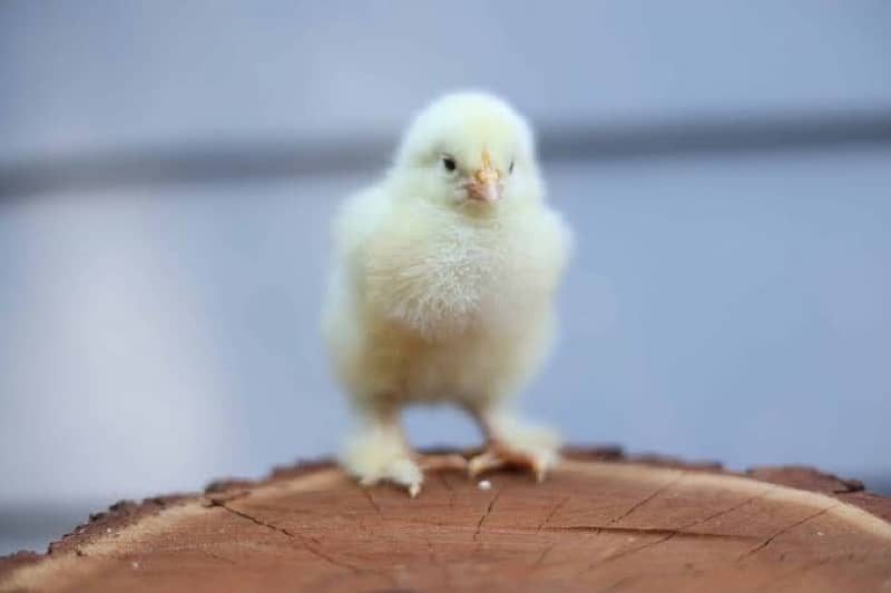 Fancy Cochin Bantam Chicks 0