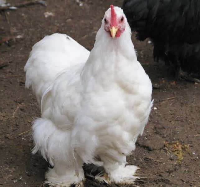 Fancy Cochin Bantam Chicks 2