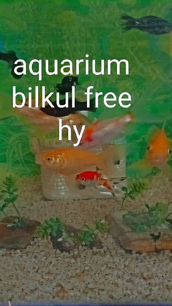 gold fish Molly fish commons gold fish total fishes 19 piece hen . . . 0