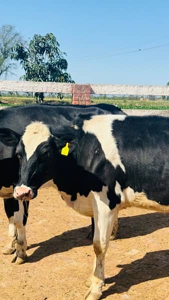 3-7 months pregnant Pure American Heifers for Sale 1