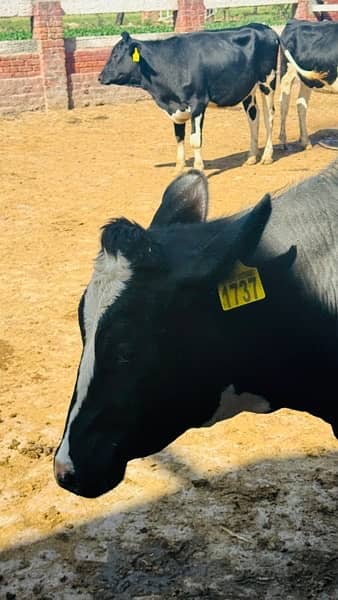 3-7 months pregnant Pure American Heifers for Sale 3