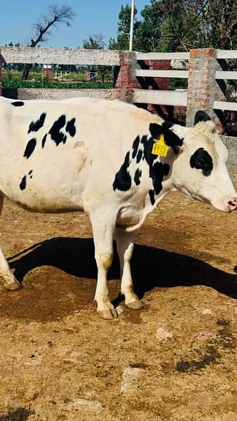 3-7 months pregnant Pure American Heifers for Sale 4