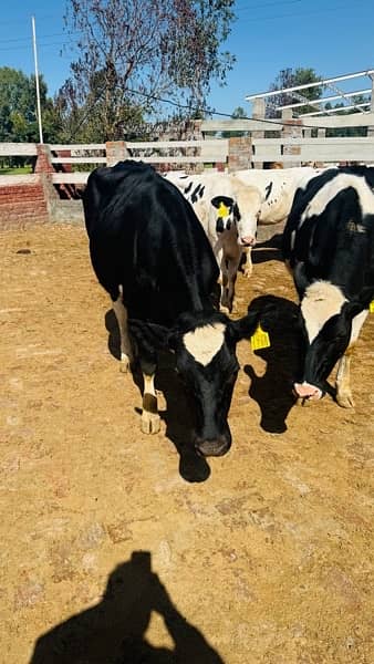 3-7 months pregnant Pure American Heifers for Sale 6