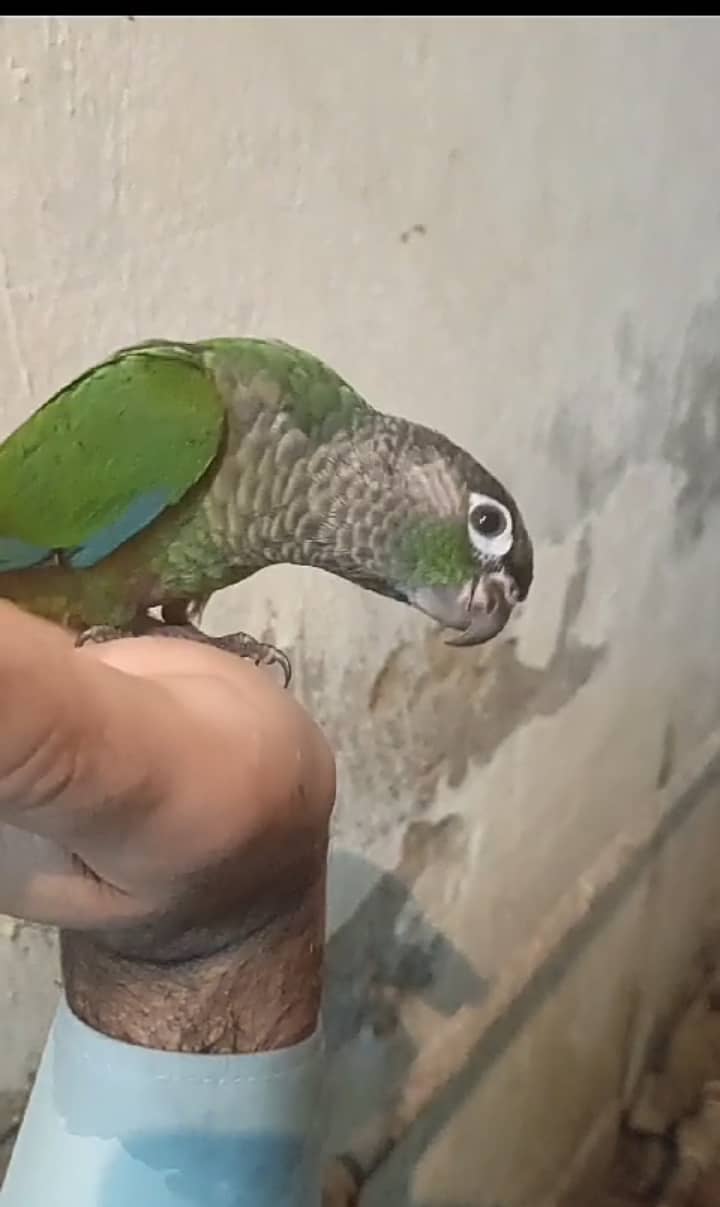 yellow sided conure 1
