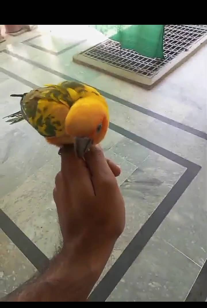 yellow sided conure 2
