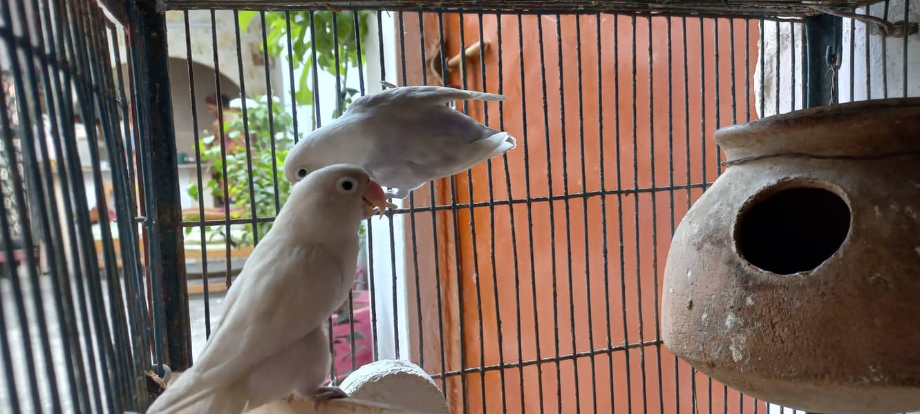 Albino Full Breeder Pair & Cocktail Pairs Available Parrots ToTa 3