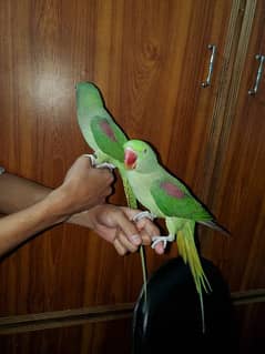 Kashimiri Raw Parrots