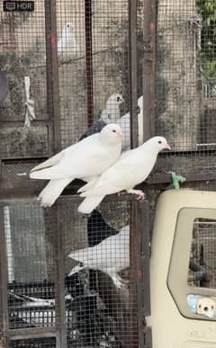 pigeons ,Kabotar