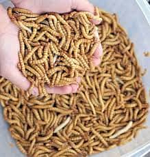 Mealworms Live