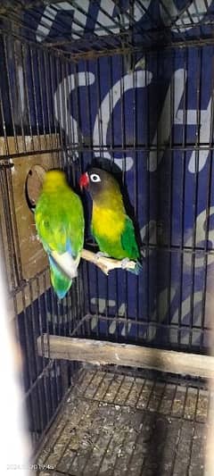 Cockatiel n Love birds